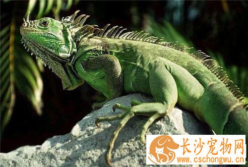 绿鬣蜥皮肤病 绿鬣蜥皮肤病用红霉素涂抹即可