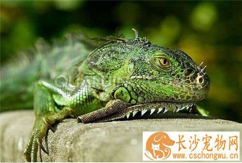 绿鬣蜥缺钙 绿鬣蜥缺钙严重会不会死