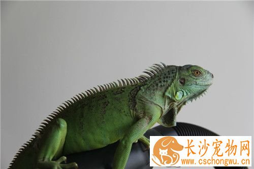 绿鬣蜥蜕皮 绿鬣蜥蜕皮快点的有几个方法