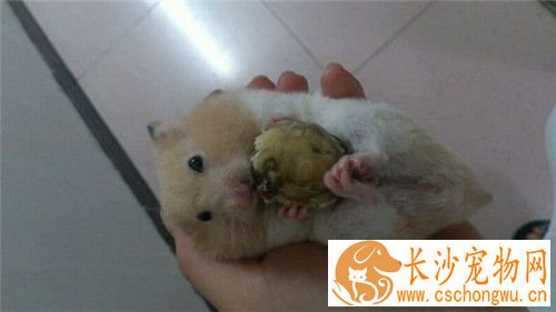 金丝熊拉稀怎么办 便泌时可用食用橄榄油