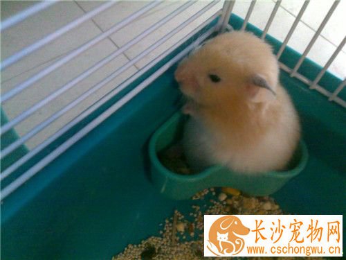 金丝熊拉稀怎么办 便泌时可用食用橄榄油