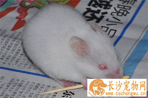 金丝熊拉肚子怎么办 金丝熊常见疾病的防治