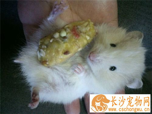 金丝熊眼睛出血 金丝熊眼睛出血是怎么回事