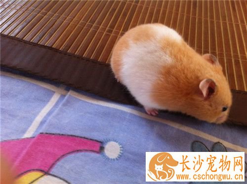 金丝熊感冒了怎么办 板蓝根1到2粒兑水