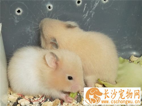 金丝熊感冒症状 金丝熊显得疲倦鼻塞和发抖