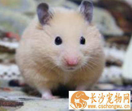金丝熊感冒了吃什么药 少量感冒药兑大量的水