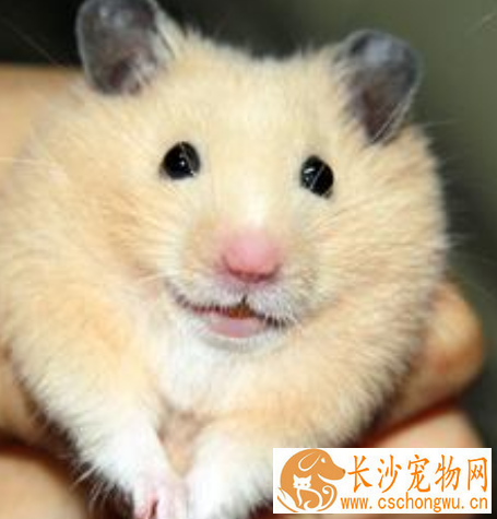 金丝熊感冒了吃什么药 少量感冒药兑大量的水