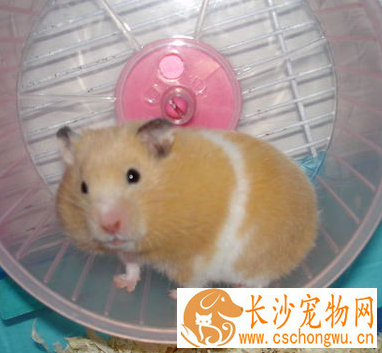 金丝熊常见疾病 金丝熊常见疾病治疗方法