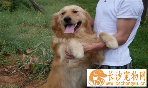 金毛寻回犬皮肤病 金毛犬皮肤病的治疗方法