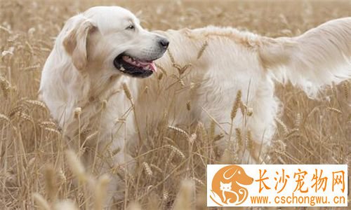 金毛寻回犬皮肤病 金毛犬皮肤病的治疗方法