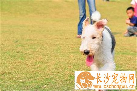 刚毛猎狐梗先天疾病 癫痫发作是遗传病