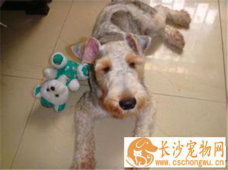 刚毛猎狐梗先天疾病 癫痫发作是遗传病