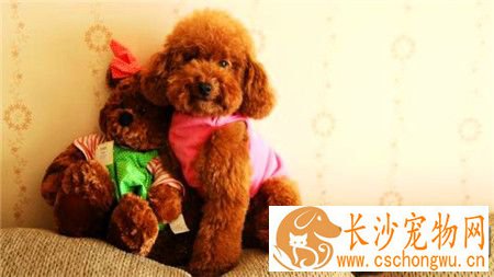 贵宾犬皮肤病涂什么药 贵宾犬皮肤病治疗及预防