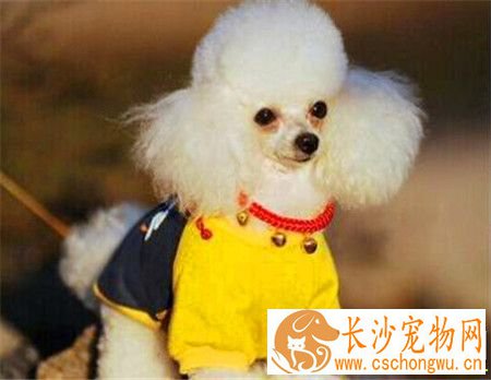 贵宾犬皮肤病涂什么药 贵宾犬皮肤病治疗及预防