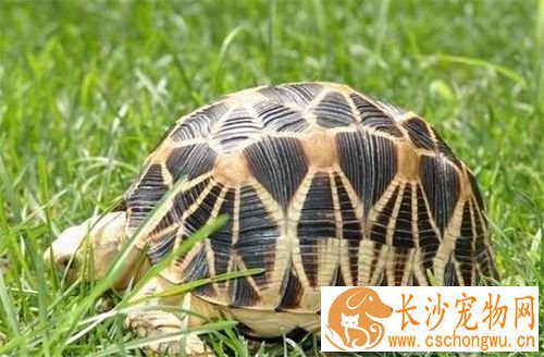 缅甸陆龟排酸 酸是由陆龟泌尿系统代谢的