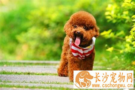 贵宾犬皮肤病涂什么药 贵宾犬皮肤病治疗及预防