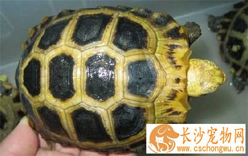 缅甸陆龟肠炎 导致缅甸陆龟肠炎的原因