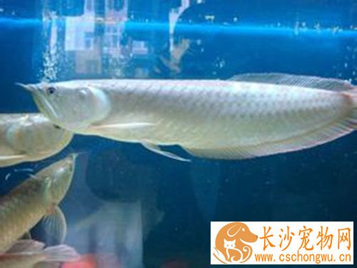 银龙鱼肠炎怎么办 银龙鱼患肠炎的原因