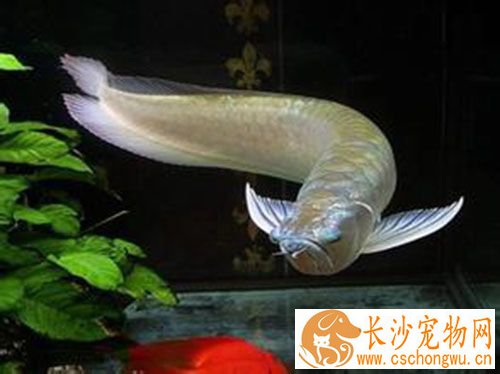 银龙鱼肠炎什么症状 患寄生虫引起的肠炎