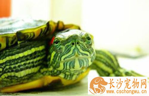 乌龟蜕皮怎么办 正常生长过程中生成新表皮