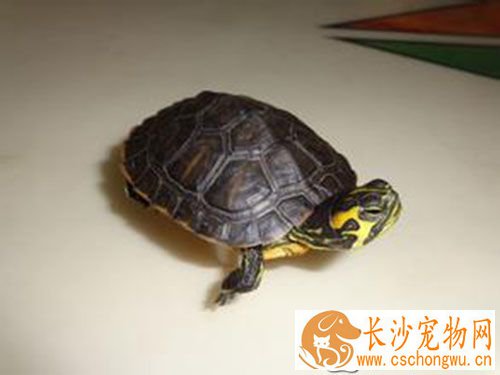 乌龟蜕皮不吃东西 巴西龟蜕皮怎么办