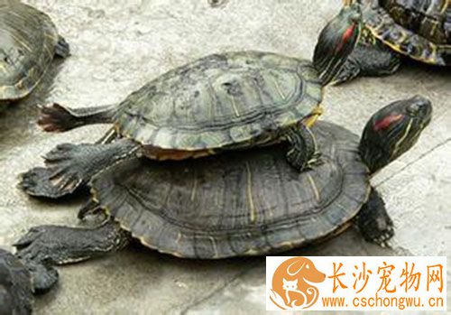 乌龟生病怎么办 乌龟十大疾病治疗及预防