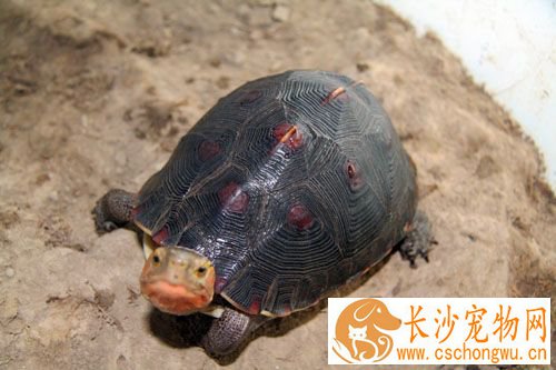 黄缘龟肠胃炎 黄缘龟肠胃炎防治方法