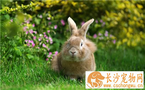 兔子得了鼻炎怎么办 兔子得了鼻炎的治疗
