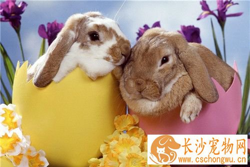 兔子拉红色的屎怎么回事 预防兔子拉红色的屎