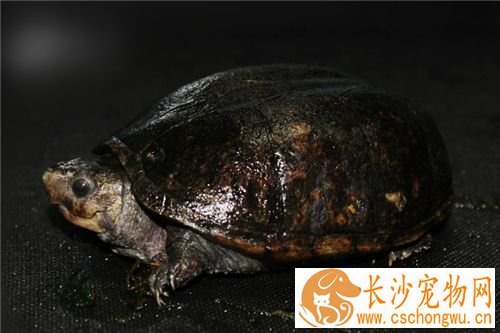 乌龟皮肤病怎么治 乌龟皮肤病的治疗方法