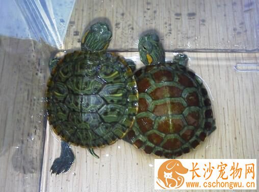 乌龟皮肤病怎么治 乌龟皮肤病的治疗方法