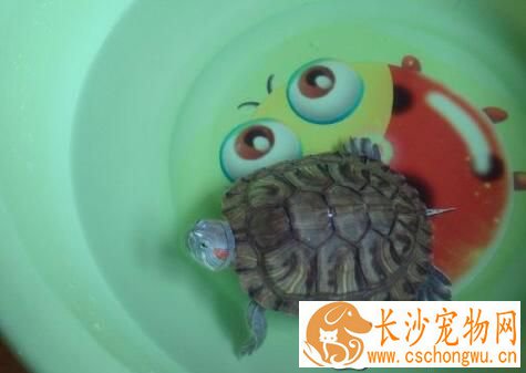 乌龟为什么会脱皮 随着身体的增长而蜕皮