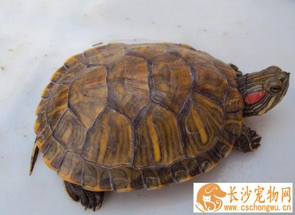 乌龟为什么会脱皮 随着身体的增长而蜕皮