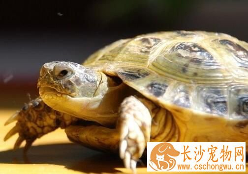 乌龟脖子烂了怎么办 干养为主每天泡澡两次