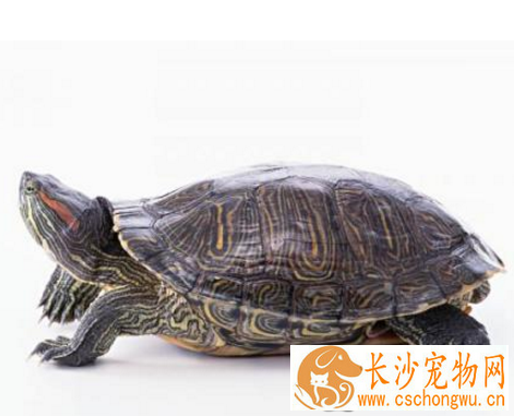 乌龟腿烂了怎么办 不能像人一样包扎伤口