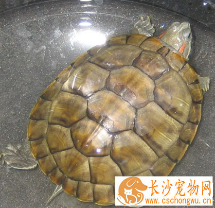 乌龟腿烂了怎么办 不能像人一样包扎伤口