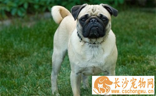 巴哥犬长大毛色变色吗 狗狗毛色复杂性