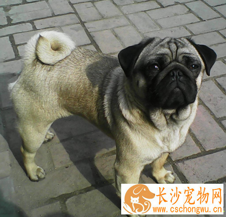 巴哥犬长大毛色变色吗 狗狗毛色复杂性