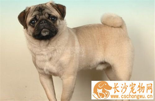 巴哥犬常见皮肤病 易得皮肤病或生疥疮