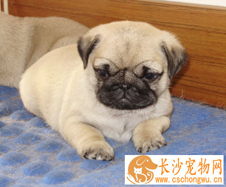 巴哥犬常见皮肤病 易得皮肤病或生疥疮