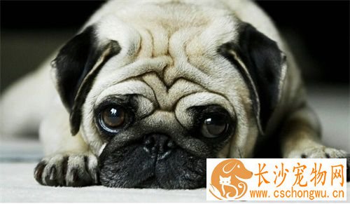 巴哥犬打鼾 八哥犬鼻子的结构很短
