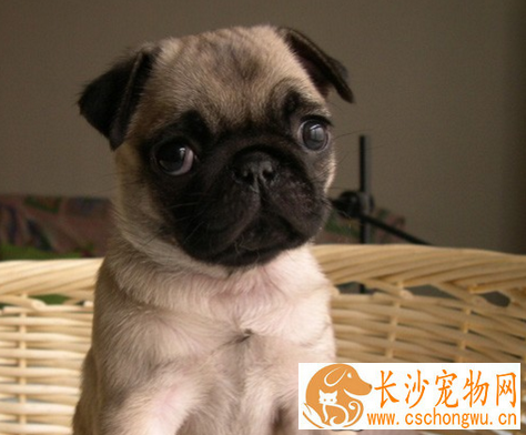 巴哥犬打鼾 八哥犬鼻子的结构很短