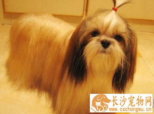 西施犬爱咬人 西施犬的个性爆裂