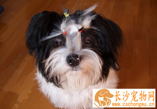 西施犬流眼泪 每天用专用洗眼水清洗