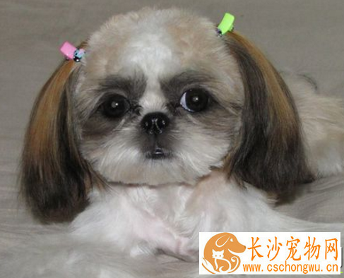 西施犬流眼泪 每天用专用洗眼水清洗