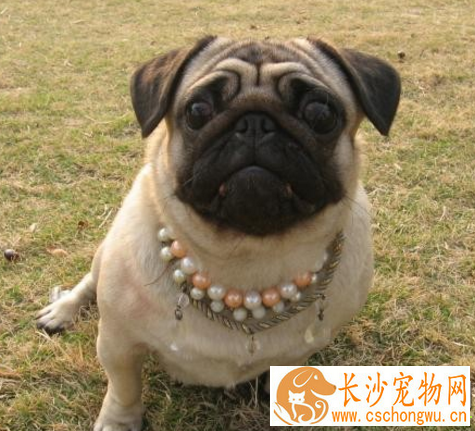 巴哥犬智商高吗 犬类智商排第57位