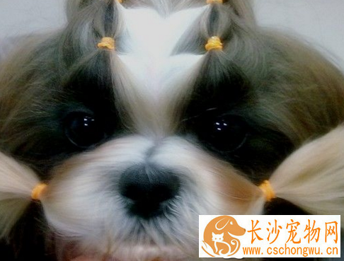 西施犬流眼泪 每天用专用洗眼水清洗
