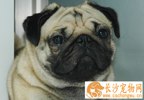 巴哥犬智商高吗 犬类智商排第57位