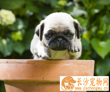 巴哥犬智商高吗 犬类智商排第57位
