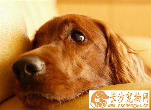爱尔兰雪达犬智商 过多依赖于驯养者